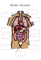 Vorschau - Arbeitsblätter - Meine Organe - Körper - Arbeitsblätter inkl. interaktive PDF - Seite 2