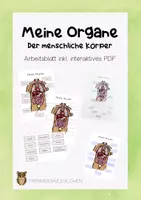 Vorschau - Arbeitsblätter - Meine Organe - Körper - Arbeitsblätter inkl. interaktive PDF - Deckblatt