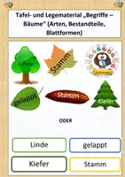 Vorschau - Präsentationen/Tafelbilder - Tafel- und Legematerial „Begriffe – Bäume“ (Arten, Bestandteile, Blattformen) - Deckblatt