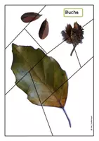Vorschau - Bildkarten - Blatt-Frucht-Puzzles - Seite 2