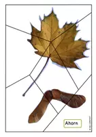 Vorschau - Bildkarten - Blatt-Frucht-Puzzles - Seite 3
