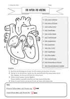 Vorschau - Arbeitsblätter - Der Aufbau des Herzens *inkl. Lösung/ editierbar* - Seite 3