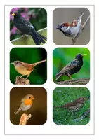 Vorschau - Arbeitsblätter - Vögel im Winter: Ernährung (Tafelmaterial, Bildkarten, ABBs) - Seite 3