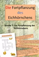 Vorschau - Arbeitsblätter - Das Eichhörnchen: 7. Stunde (Die Fortpflanzung) - Deckblatt
