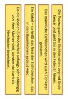 Vorschau - Arbeitsblätter - Das Eichhörnchen: 7. Stunde (Die Fortpflanzung) - Seite 2