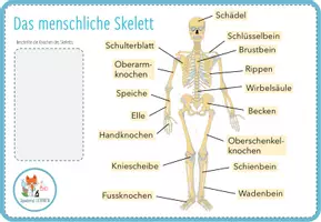Vorschau - Arbeitsblätter - Knochen und Skelett – Digitale Beschriftungsübung für Computer & iPad - Seite 1