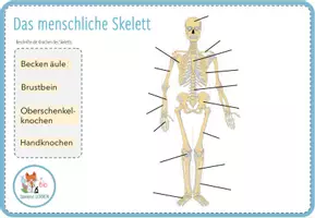 Vorschau - Arbeitsblätter - Knochen und Skelett – Digitale Beschriftungsübung für Computer & iPad - Seite 2