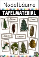 Vorschau - Poster - Tafelmaterial zu den Nadelbäumen (Kiefer, Fichte, Lärche, Tanne) - Deckblatt