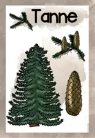 Vorschau - Poster - Tafelmaterial zu den Nadelbäumen (Kiefer, Fichte, Lärche, Tanne) - Seite 3