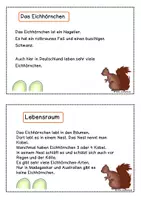 Vorschau - Arbeitsblätter - Eichhörnchen Kartei - Seite 1