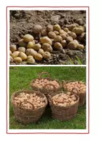 Vorschau - Arbeitsblätter - Tafelmaterial- Kartoffel - Seite 3
