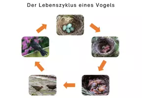 Vorschau - Arbeitsblätter - Der Vogel: Foto-Lebenszyklus am Beispiel Amsel - Seite 1