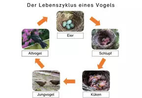 Vorschau - Arbeitsblätter - Der Vogel: Foto-Lebenszyklus am Beispiel Amsel - Seite 2