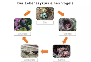Vorschau - Arbeitsblätter - Der Vogel: Foto-Lebenszyklus am Beispiel Amsel - Seite 3