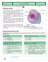 Vorschau - Arbeitsblätter - Genetik - Struktur der DNA - Seite 1