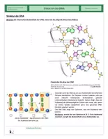 Vorschau - Arbeitsblätter - Genetik - Struktur der DNA - Seite 2