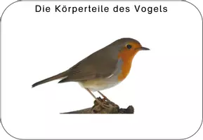 Vorschau - Unterrichtsreihen - Der Vogel: Mini-Einheit (Fotos, differenziert) - Seite 3