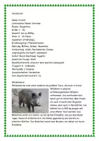 Vorschau - Arbeitsblätter - Tiere des Waldes - Steckbriefe erstellen - Seite 3