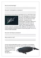 Vorschau - Arbeitsblätter - tierische Rekorde - Texte, Aufgaben - Seite 3
