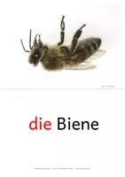 Vorschau - Fördermaterial/Inklusion - Wiese DaZ - Seite 3