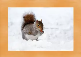 Vorschau - Stationenlernen - Das Eichhörnchen - Tafelbilder - Seite 1