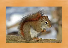 Vorschau - Stationenlernen - Das Eichhörnchen - Tafelbilder - Seite 2