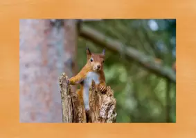 Vorschau - Stationenlernen - Das Eichhörnchen - Tafelbilder - Seite 3