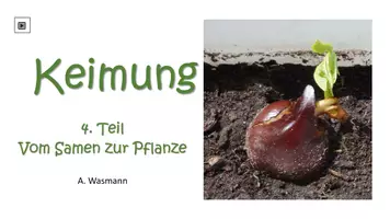 Vorschau - Arbeitsblätter - Keimung - Seite 1