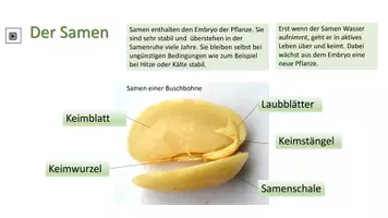 Vorschau - Arbeitsblätter - Keimung - Seite 3