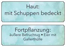 Vorschau - Bildkarten - Übersicht der Wirbeltiere - 26 Wandkarten - Seite 3