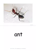 Vorschau - Bildkarten - insects - summer: english flashcards - Bildkarten Englisch für die Wortschatzarbeit - Seite 2