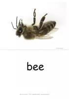Vorschau - Bildkarten - insects - summer: english flashcards - Bildkarten Englisch für die Wortschatzarbeit - Seite 3