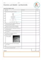 Vorschau - Test - Knochen und Skelett - Lernkontrolle (mit ausfüllbarem Pdf) - Seite 3