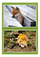 Vorschau - Stundenentwürfe - Materialpaket Fuchs (Sachtexte, Arbeitsblätter, Spiel, Bildkarten..) - Seite 3
