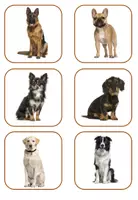 Vorschau - Spiele - Der Hund: Paare finden mit Fotos - Hunderassen - Seite 1