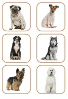 Vorschau - Spiele - Der Hund: Paare finden mit Fotos - Hunderassen - Seite 2