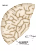 Vorschau - Arbeitsblätter - Brain Hat - Gehirnbaukasten - Rindenfelder des Gehirns - Seite 1