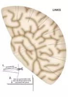 Vorschau - Arbeitsblätter - Brain Hat - Gehirnbaukasten - Rindenfelder des Gehirns - Seite 2