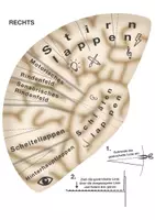 Vorschau - Arbeitsblätter - Brain Hat - Gehirnbaukasten - Rindenfelder des Gehirns - Seite 3