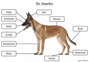 Vorschau - Arbeitsblätter - Der Hund: Körperbau (ABBs, Tafelmaterial, Poster mit Fotos) - Seite 1