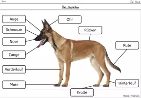 Vorschau - Arbeitsblätter - Der Hund: Körperbau (ABBs, Tafelmaterial, Poster mit Fotos) - Seite 2