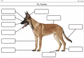 Vorschau - Arbeitsblätter - Der Hund: Körperbau (ABBs, Tafelmaterial, Poster mit Fotos) - Seite 3