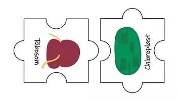Vorschau - Arbeitsblätter - Zusammenspiel der Organellen Puzzle - Seite 1