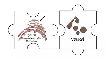 Vorschau - Arbeitsblätter - Zusammenspiel der Organellen Puzzle - Seite 2