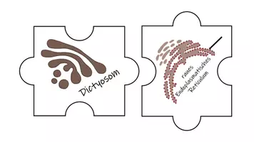 Vorschau - Arbeitsblätter - Zusammenspiel der Organellen Puzzle - Seite 3