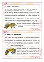 Vorschau - Arbeitsblätter - Biene Lesekartei und Arbeitsblätter - Deckblatt