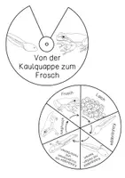Vorschau - Stationenlernen - Lebenszyklus des Frosches - Drehrad Bastelanleitung - Seite 1