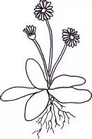 Vorschau - Mal- und Bastelvorlagen - Frühblüher schwarzweiß Blumen im Frühling - Seite 3