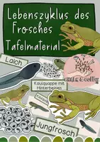 Vorschau - Präsentationen/Tafelbilder - Lebenszyklus Frosch: Tafelmaterial mit Bildkarten & Textkarten - Deckblatt
