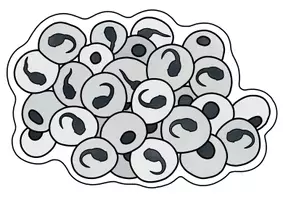 Vorschau - Präsentationen/Tafelbilder - Lebenszyklus Frosch: Tafelmaterial mit Bildkarten & Textkarten - Seite 2